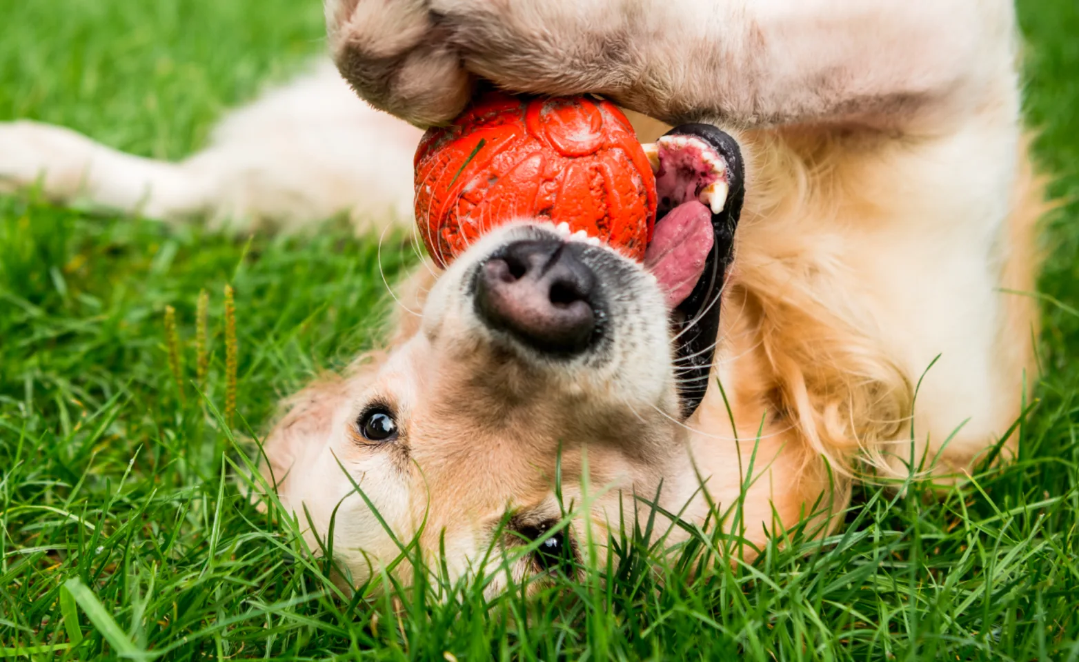 Dog with a orange ball in mouth